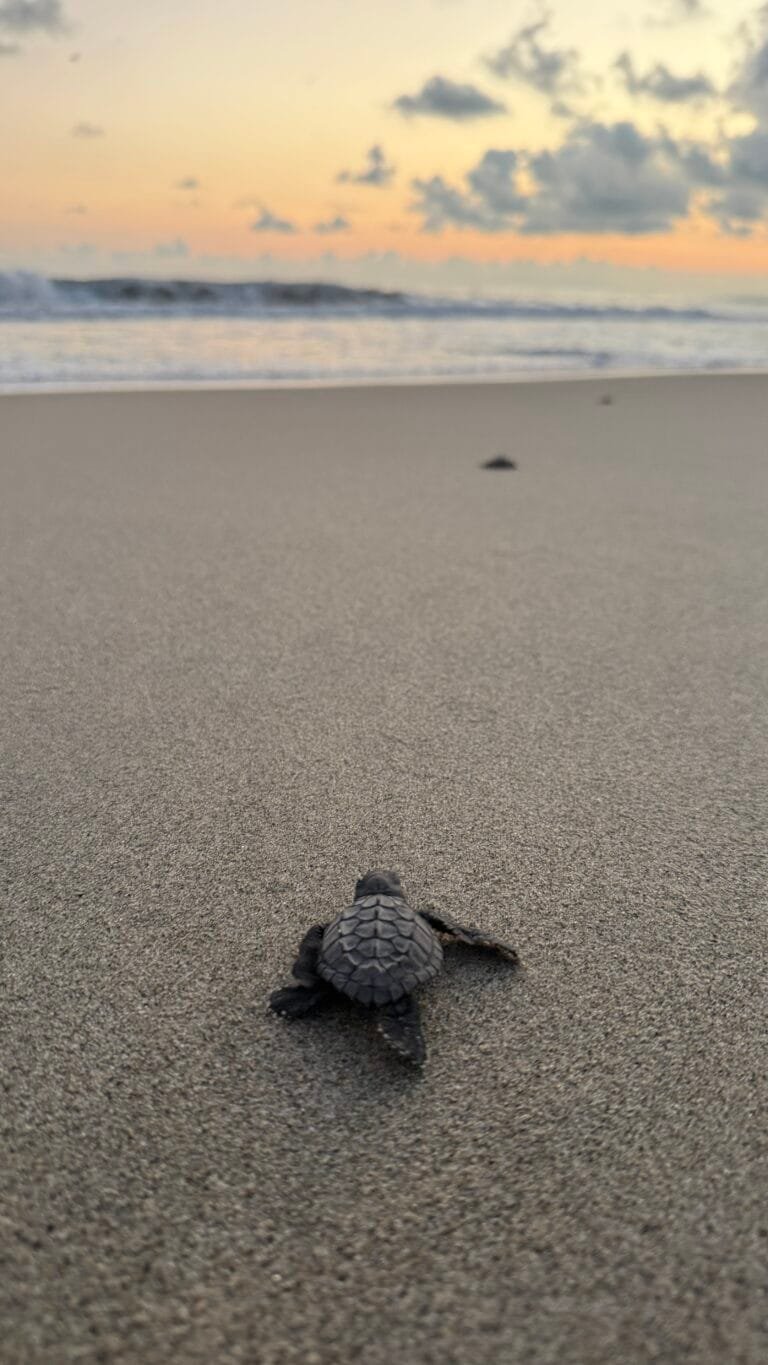Liberación de tortugas en Ventanilla, cerca de Mazunte, Oaxaca